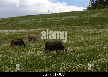 Paysage pittoresque de la Géorgie avec des collines verdoyantes et des prairies couvertes de fleurs sauvages blanches sous un ciel nuageux, où un petit troupeau de vaches pèle la paix Banque D'Images