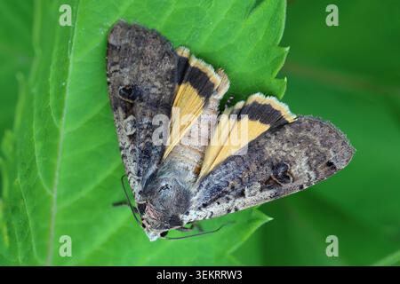 Teigne jaune commune sous les ailes, grosse teigne jaune sous les ailes, hibon, jaune sous les ailes (Noctua pronuba, Agrotis pronuba, Lampra pronuba). Banque D'Images