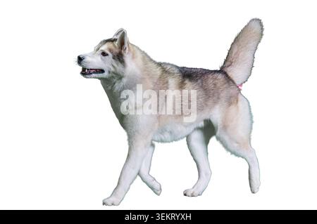 Un Husky sibérien, principalement blanc et noir, se tient sur un fond gris il est positionné à quatre pattes, légèrement incliné, face à gauche de l'image St Banque D'Images