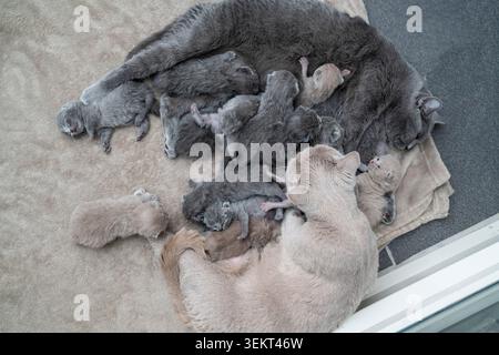 Vue aérienne des chats mères British Shorthair et Scottish Fold allaitant un grand groupe de chatons nouveau-nés ensemble Banque D'Images