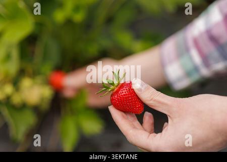 Une personne cueille soigneusement des fraises mûres dans une plante verte luxuriante, mettant en valeur la joie de récolter des produits frais dans un environnement agricole. Banque D'Images