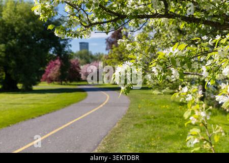 Chemin du parc de la ville sous les branches d'arbres printanières blancs en fleurs. Sentier dans l'Arboretum Dominion à Ottawa, Canada au printemps. Banque D'Images