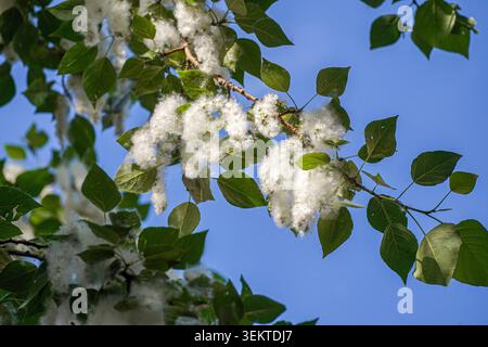 Un gros plan détaillé du peuplier baumier (Populus balsamifera) est lourd de peluches blanches épaisses sur un ciel bleu éclatant. Les peupliers femelles libèrent des milliers de graines semblables au coton à la fin du printemps et au début de l'été, créant une couverture dense de peluches dans les villes qui déclenche fréquemment des problèmes respiratoires pour les personnes allergiques et présente un risque d'incendie Banque D'Images