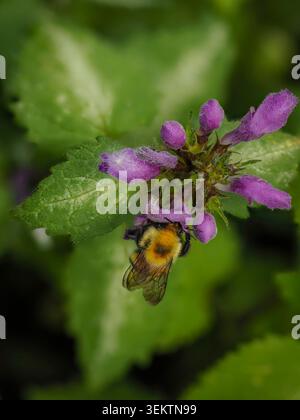Bourdon recueillant le pollen d'une ortie morte violette vibrante dans un jardin verdoyant Banque D'Images
