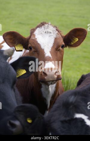 Plan de suivi rapproché encadrant un groupe de vaches brunes et noires blotties ensemble dans un champ de pâturage agricole verdoyant Banque D'Images