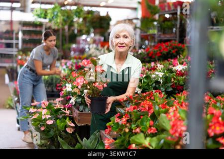 Vendeuse âgée réussie vérifiant des bégonias florissants dans le magasin de fleurs Banque D'Images