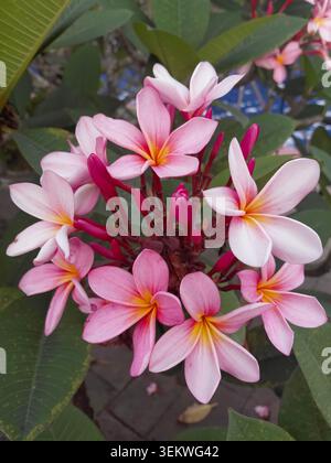 Un groupe vibrant de fleurs de plumeria frangipani roses et blanches en fleurs avec des centres jaune vif, entourés d'un feuillage vert luxuriant et d'une bouffée non ouverte Banque D'Images