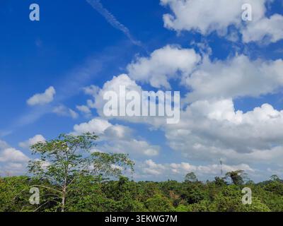Vue panoramique sur le paysage sous un ciel bleu vif rempli de nuages de cumulus gonflés s'étendant sur une dense canopée de forêt tropicale verte. Nature parfaite BA Banque D'Images