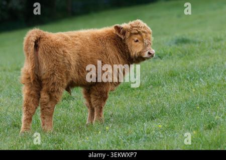 Veau Highland de 6 semaines Banque D'Images
