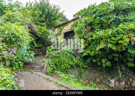 Maison abandonnée couverte de végétation, située dans le village mural de Dongpirang, Tongyeong, Corée du Sud Banque D'Images