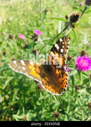 Profil macro capturant un papillon Lady peint avec des ailes orange et noires ouvertes reposant sur une tête de fleur sauvage violette dans un champ d'été Banque D'Images