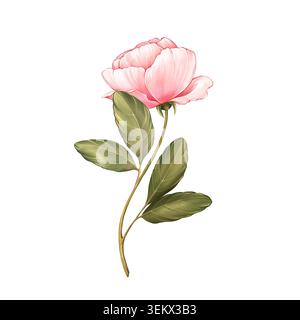 Jolie fleur rose dessinée à la main avec des feuilles vertes illustration botanique Banque D'Images