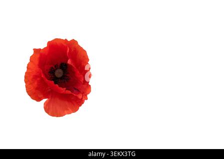 Une fleur de coquelicot rouge vif se distingue sur un fond blanc. La fleur affiche des pétales ouverts et un centre sombre, soulignant sa beauté naturelle Banque D'Images