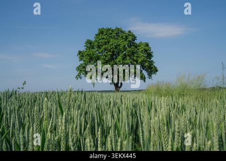 Un arbre est au milieu d'un champ de blé vert. Le ciel est bleu avec quelques nuages. Il fait jour et la scène montre un temps clair. Le blé pousse tal Banque D'Images