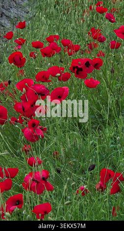Coquelicots rouges dans le champ d'orge doré au printemps Banque D'Images