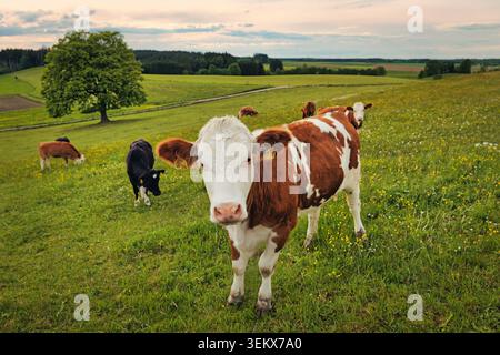 Une vache brune et blanche se tient dans un champ vert avec d'autres vaches qui paissent en arrière-plan Banque D'Images