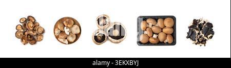 Champignons de couleur assortie isolés. Ensemble de champignons comestibles différents, portobello, shiitake, champignons, collection de champignons huîtres sur fond blanc Banque D'Images