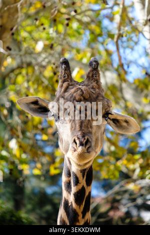 Tête et cou de girafe se concentrant sur la caméra avec des feuilles d'automne floues en arrière-plan Banque D'Images