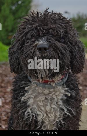 Portrait en gros plan d'un chien d'eau espagnol noir et blanc avec un manteau bouclé et un collier rouge, photographié à l'extérieur. Banque D'Images