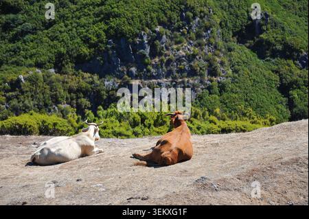 Deux vaches se reposant sur une colline surplombant la vallée de Green Mountain le jour ensoleillé (Madère, Portugal) Banque D'Images