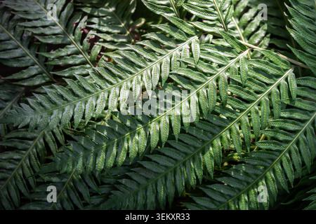 Fougère à chaîne géante verte luxuriante (Woodwardia fimbriata) avec des structures reproductrices uniques appelées sori, des rangées de petites bosses oblongues surélevées visibles sur les frondes, de larges feuilles de fougère avec des frondes porogènes. Banque D'Images