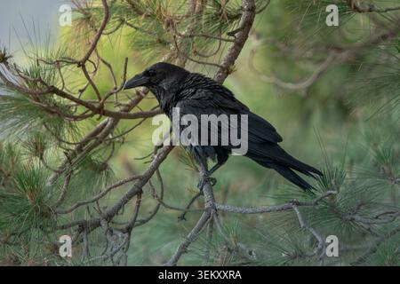 Un corbeau perché sur une branche d'un pin des îles Canaries par une journée partiellement nuageuse au milieu des montagnes dans les îles Canaries Banque D'Images