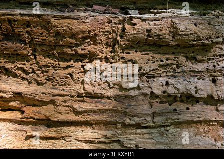 Gros plan de la texture du bois pourri en décomposition avec des trous et des tunnels d'insectes complexes. Structure de fond abstraite d'écorce d'arbre mort brun naturel. Banque D'Images