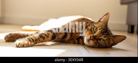 Beau chat Bengale reposant sur le plancher en bois dans la lumière du soleil chaude à la maison intérieur Banque D'Images