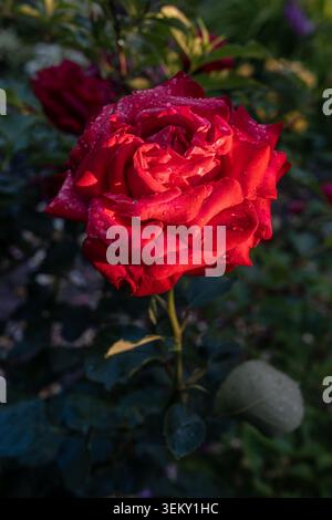 Gros plan de fleur de rose rouge avec des gouttelettes d'eau fleurissant dans le jardin du coucher du soleil Banque D'Images