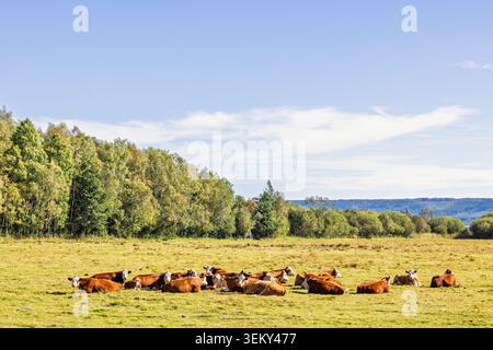 Cattles reposant sur un pâturage dans un paysage rural sous un ciel bleu clair ensoleillé Banque D'Images
