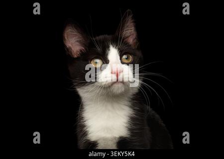 Portrait en gros plan de Noir avec des rêves de chatte blanc cherchant un arrière-plan isolé, vue de face Banque D'Images