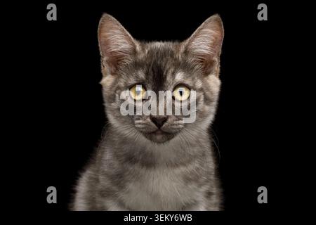 Gros plan Portrait de chaton gris, regarder dans la caméra sur fond noir isolé Banque D'Images