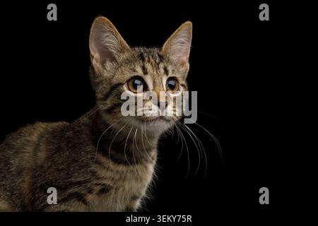 Portrait de chaton marron avec fourrure tortue sur fond isolé, vue de profil Banque D'Images