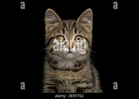 Portrait de chaton marron avec fourrure tortue sur fond isolé, vue avant Banque D'Images