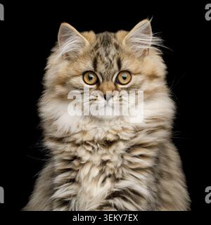 Portrait de chaton fourré curieux regardant dans la caméra sur fond noir isolé Banque D'Images