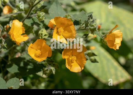 Fleurs orange vif et feuilles vertes d'Abutilon grandifolium, également connu sous le nom de mauve indienne poilue, poussant dans un jardin ensoleillé. Natu botanique coloré Banque D'Images