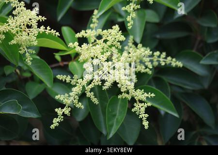Haie de rotin brillant (Ligustrum lucidum) montrant un feuillage vert dense et de vastes panicules de bourgeons floraux blancs Banque D'Images