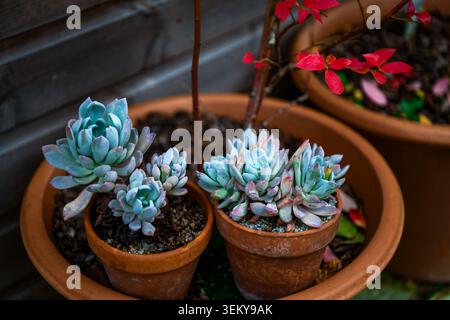 Succulentes echeveria en pot dans des pots en terre cuite avec feuillage d'automne Banque D'Images