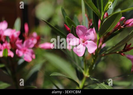 Fleur de laurier rose de Nerium en gros plan Banque D'Images