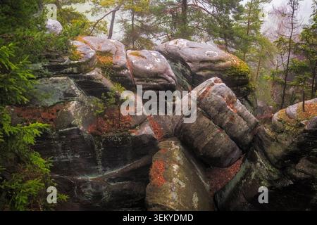 Formations rocheuses de grès couvertes de mousse et de petits pins dans une forêt entourée de brouillard Banque D'Images