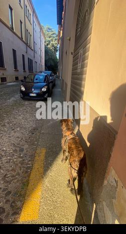 Cremona, Italie 9 mai 2026 chien en laisse marchant le long d'une étroite rue pavée, la lumière du soleil projetant de longues ombres sur les bâtiments, Renault Twingo parke Banque D'Images