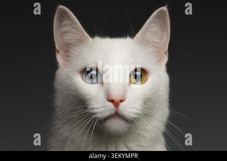 Gros plan Chat blanc avec des yeux hétérochromie sur fond gris Banque D'Images