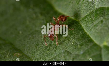 Biologie - Macro des insectes - Myrmica rubra - fourmi sur une feuille. Photo de haute qualité Banque D'Images