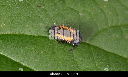 Biologie - espèces envahissantes - Harmonia axyridis - larve de la coccinelle asiatique envahissante. Photo de haute qualité Banque D'Images
