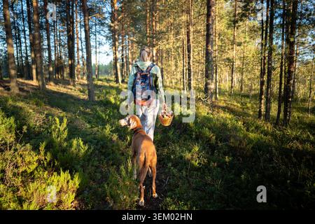 Femme amoureux de la nature marchant dans la forêt avec le chien Vizla récoltant des champignons et appréciant l'écotourisme Banque D'Images