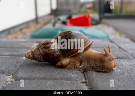 Vue de corps complet de côté de l'escargot géant d'Afrique Achatina avec une grande coquille pointue rampant sur des dalles de pavage urbain dans l'arrière-cour. Concept de l'animal exotique de compagnie Banque D'Images