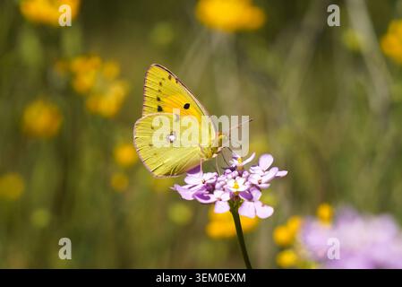 Jaune assombrie. Colias croceus, papillon, Mijas, Espagne. Banque D'Images