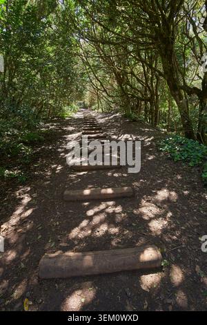 Escaliers en bois menant vers le haut le long d'un sentier de randonnée à travers la forêt dense de laurisilva à Anaga, Tenerife Banque D'Images
