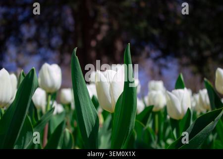 Cette prise de vue intéressante affiche un champ vibrant de tulipes blanches prises à partir d'une vue en angle bas. La fleur blanche principale est située au centre joliment encadrée par deux longues feuilles vertes verticales. Dans le Banque D'Images