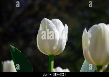 Cette belle photo macro capture une fleur de tulipe blanche immaculée poussant dans un jardin au printemps la tulipe blanche principale se distingue clairement au centre du cadre mettant en valeur son élégance Banque D'Images